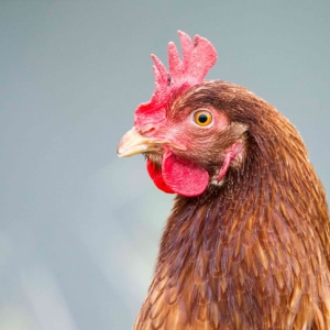 Redwell  18 1 2016   D3s (115 Of 127).jpg